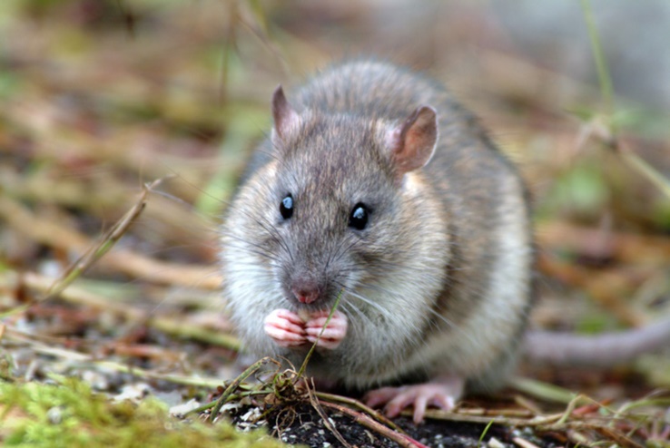 Brown rat on South Georgia Paula O Sullivan Brown rat on South Georgia Paula O Sullivan